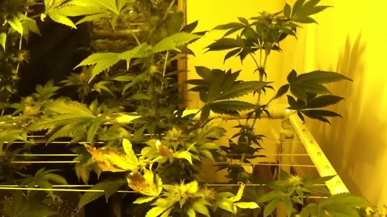LaPlata Labs - White Voodoo Flower