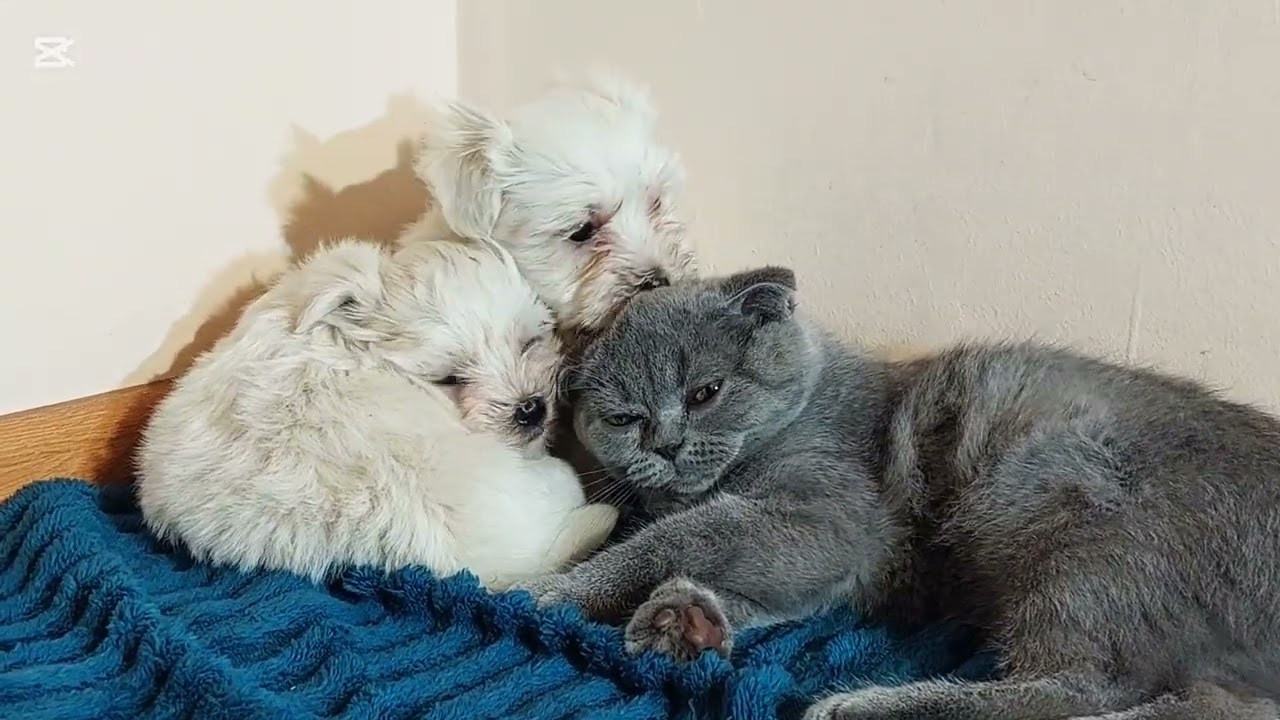 Black Cat Meets Completely Broken Rescue for the First Time