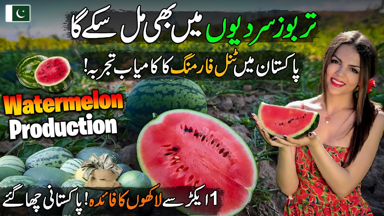 Unbelievable! Watermelons in Winter | Pakistan&rsquo;s Tunnel Farming Revolution | Huge Profit from 1 Acre