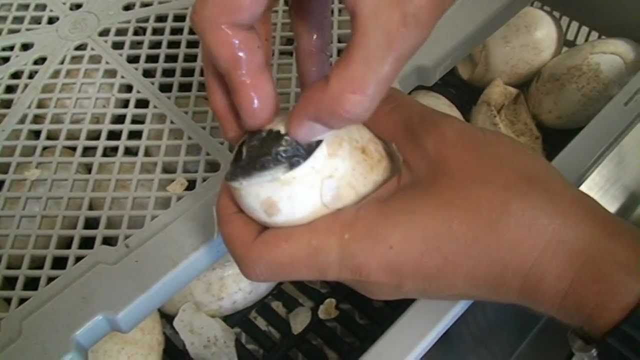 Hatching baby crocodiles from eggs in Darwin, Australia