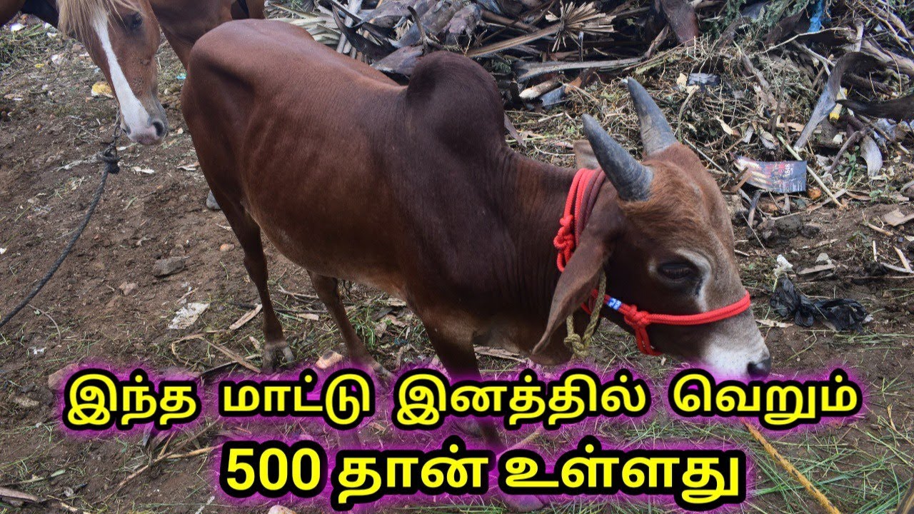 ஆலங்காயம் ஜமுனாமரத்தூர் குட்டை நாட்டுமாடு | Jamunamaathur short Desi cow breed
