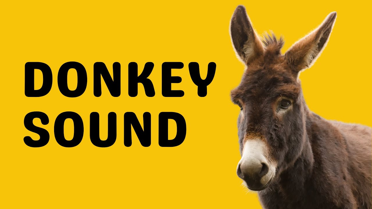 Donkey Sound | Bray