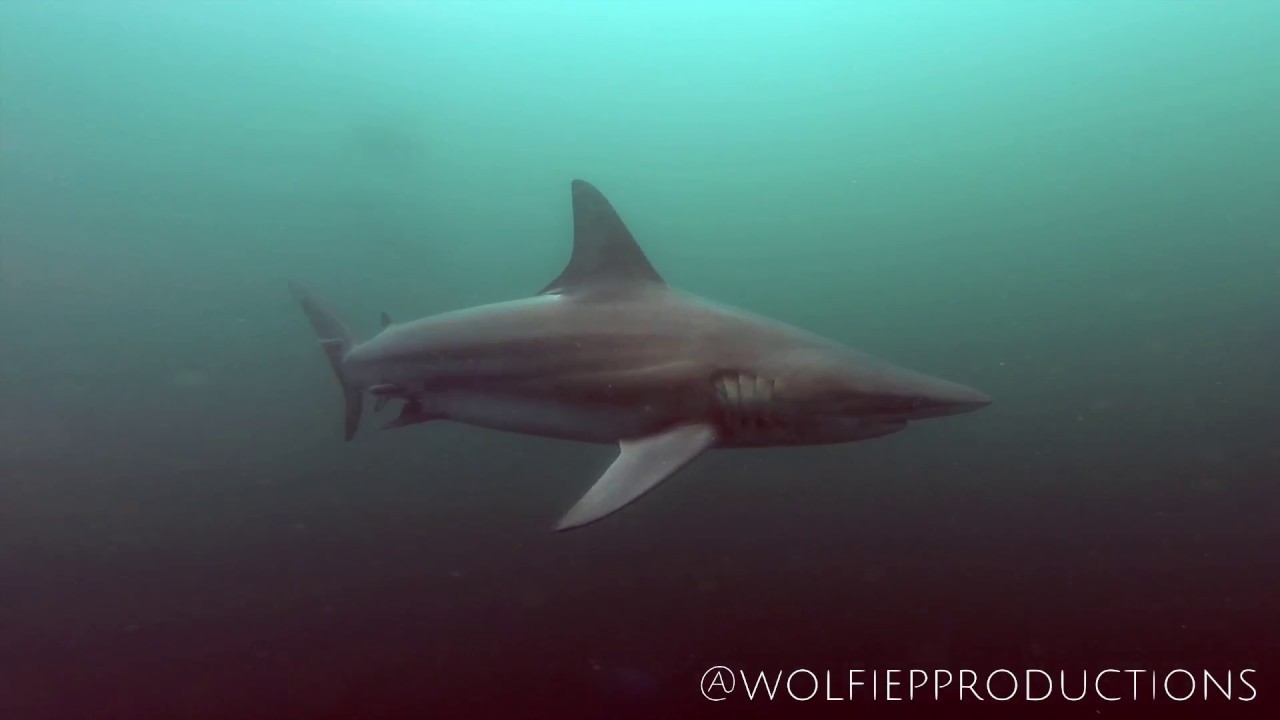 Sharks Circling!