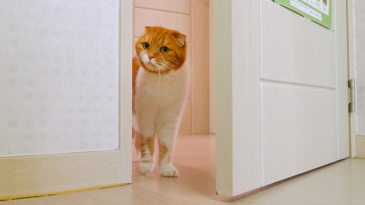 고양이는 이름을 부르면 올까? 🍚밥 먹기 전과 후 차이!😽