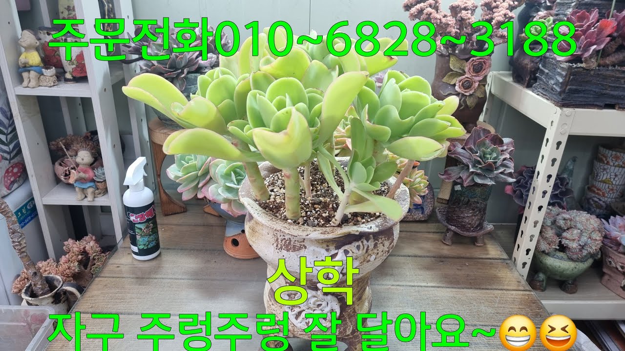 (26.3.13.금)맑은 색감이 싱그러운 상학~😁😆