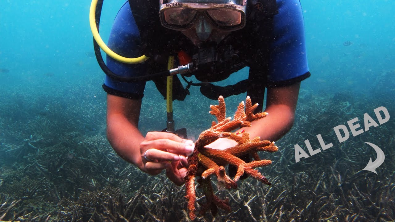 How Coral Restoration Fails to Save Reefs