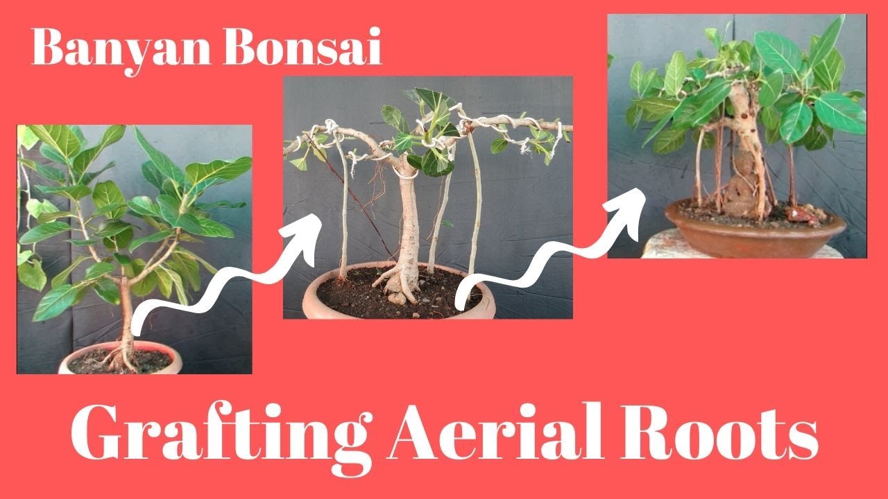 Banyan Bonsai/ How to Grow Aerial Roots/ Part-2