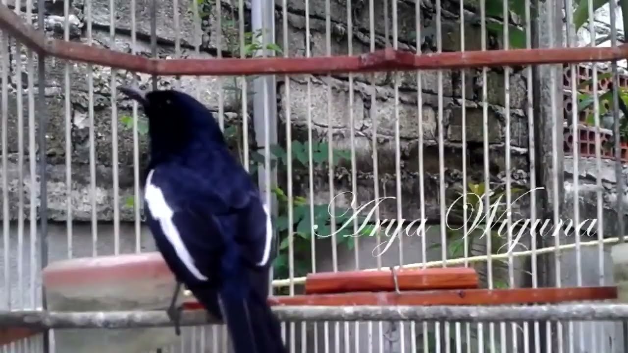 PANCING KACER ON BUKA EKOR, JADI EMOSI GACOR
