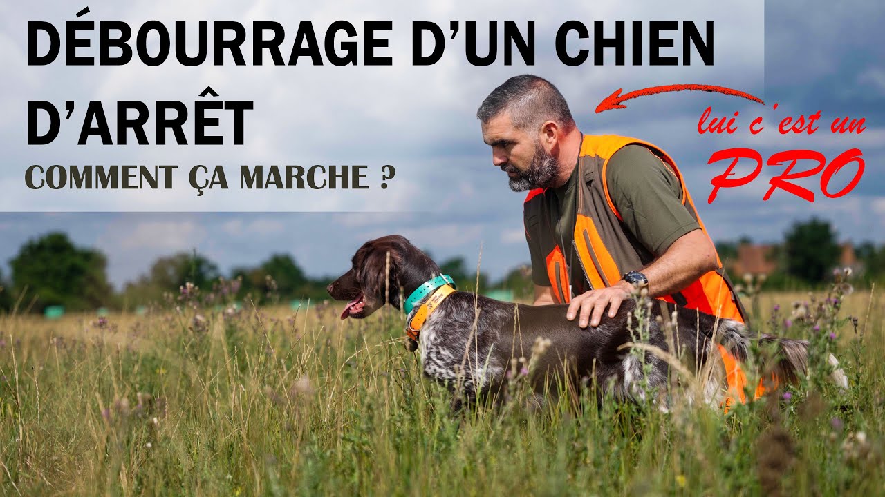 DÉBUTER AVEC UN CHIEN D' ARRÊT : conseils et techniques indispensables.