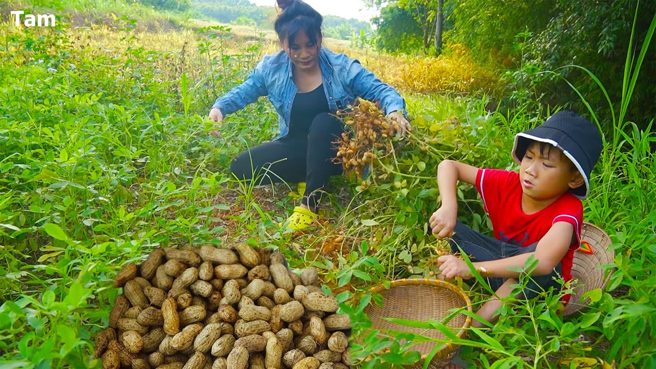 Harvesting vegetables fruits Goes to market sell, gardening | Single Mom Farm