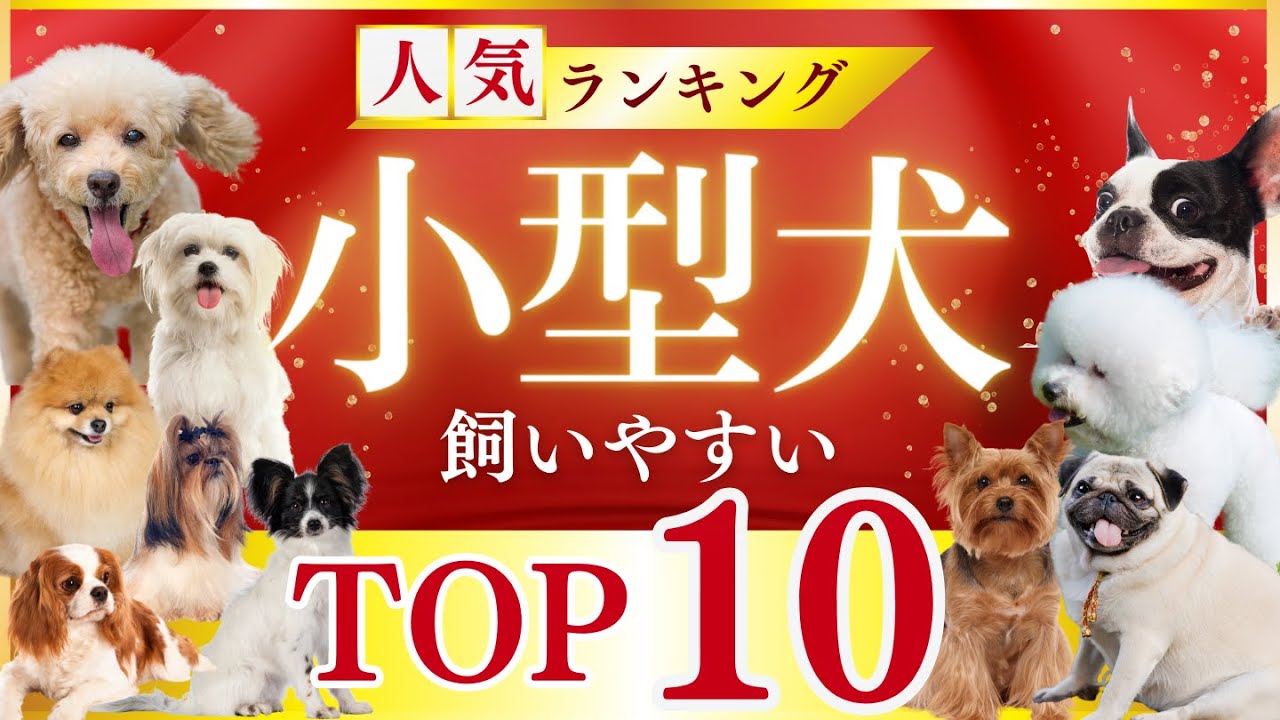 初心者でも飼いやすいおすすめの小型犬ランキング10選（注意点あり）