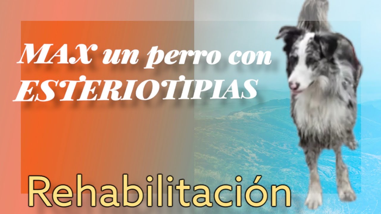 Perros de TRABAJO y esteriotipias cómo evitarlas o reducirlas