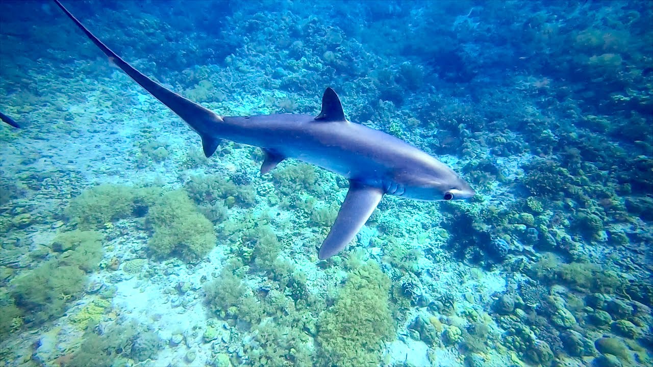 Diving Adventure on the Philippines 2024