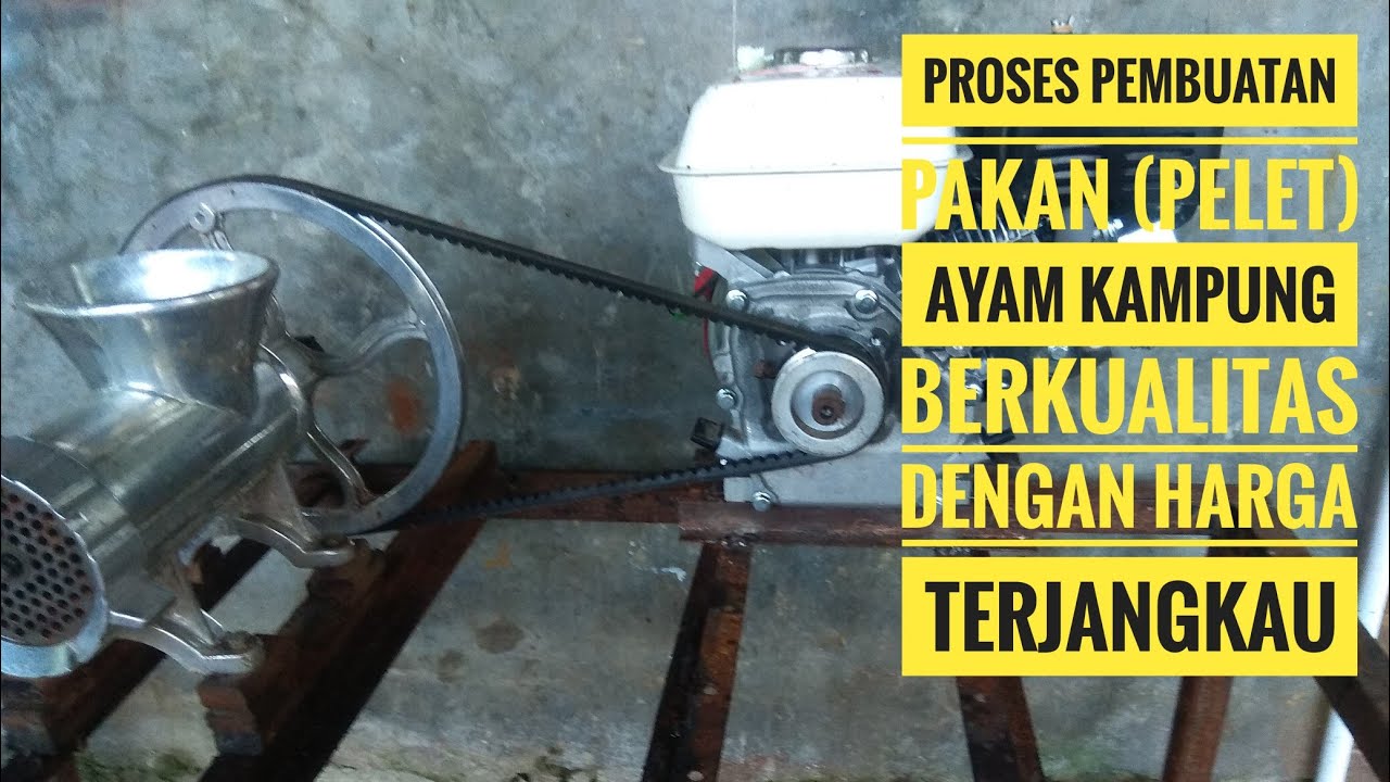 PROSES PEMBUATAN PELET AYAM BERKUALITAS DENGAN HARGA TERJANGKAU
