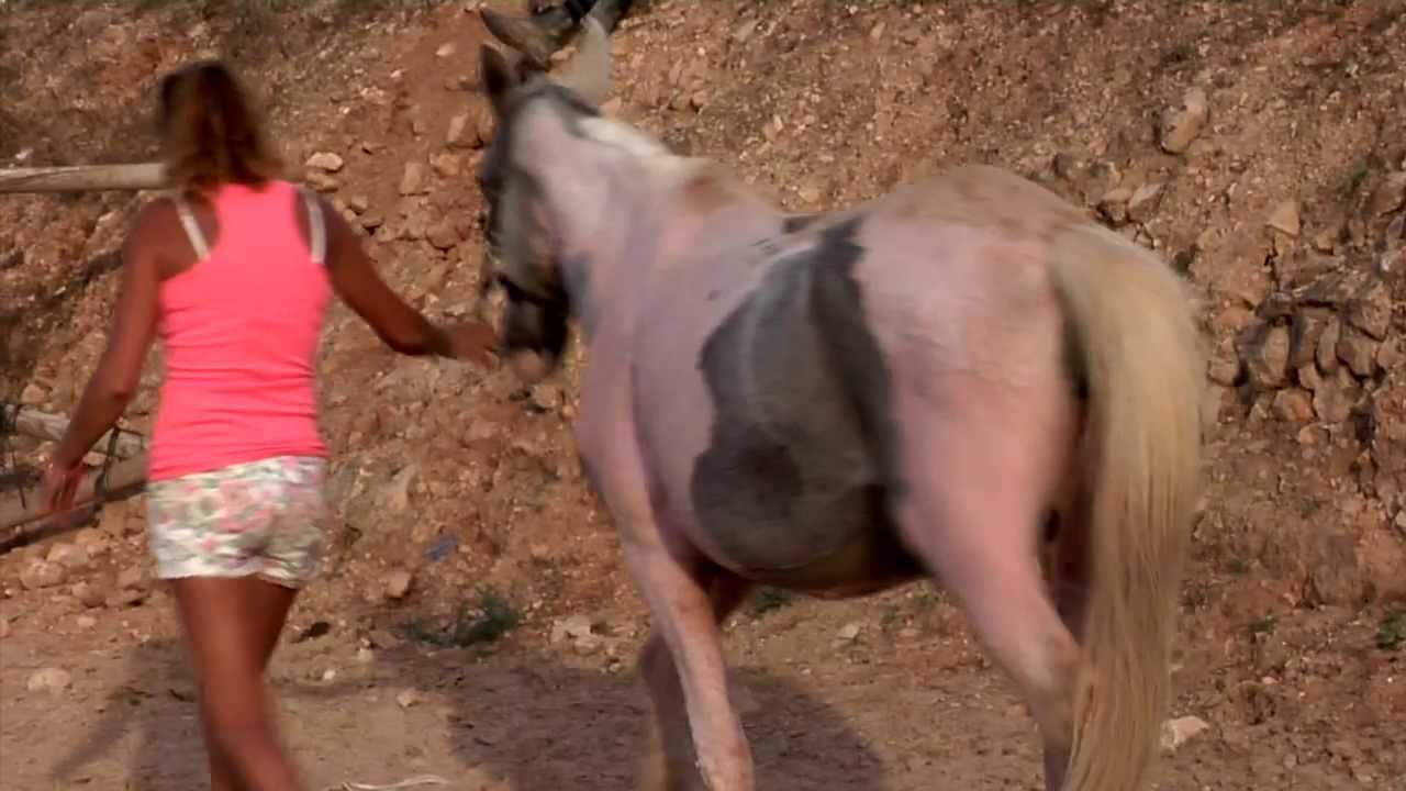 Update on the blind horse 
