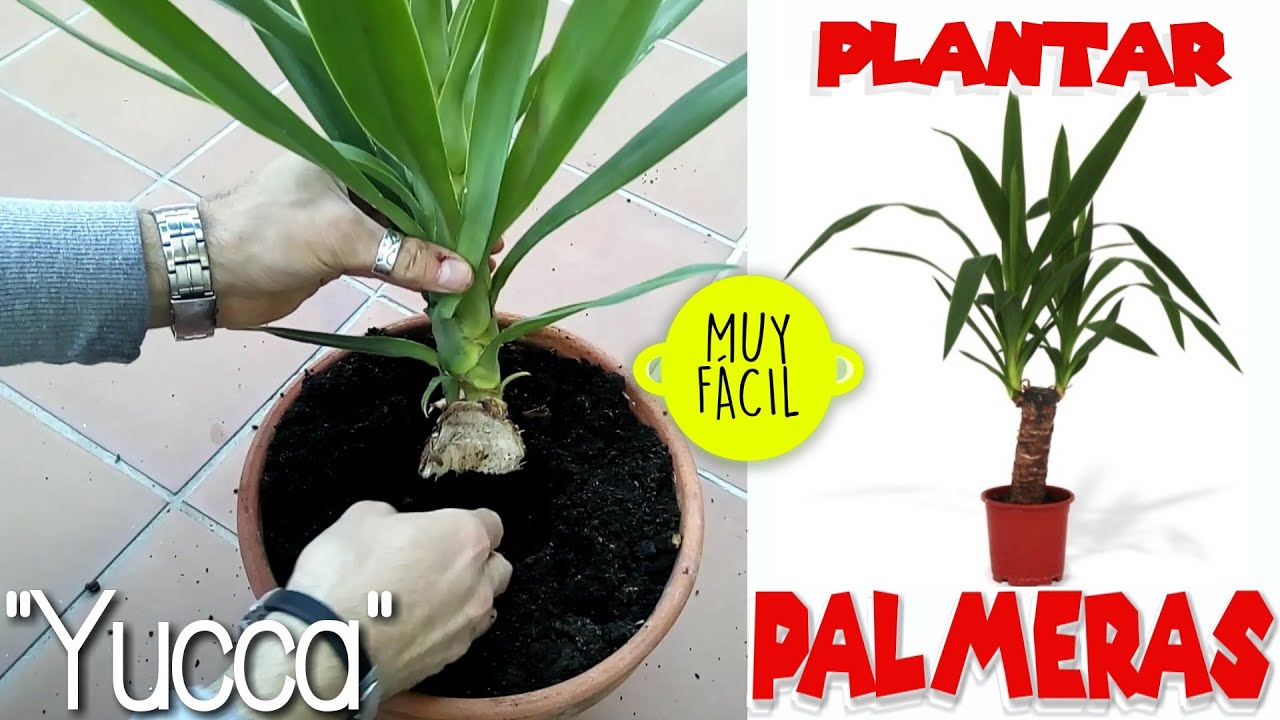 COMO REPRODUCIR UNA PALMERA FACIL cómo plantar una palmera Planta tipo palmera Yucca Consejos Yuca