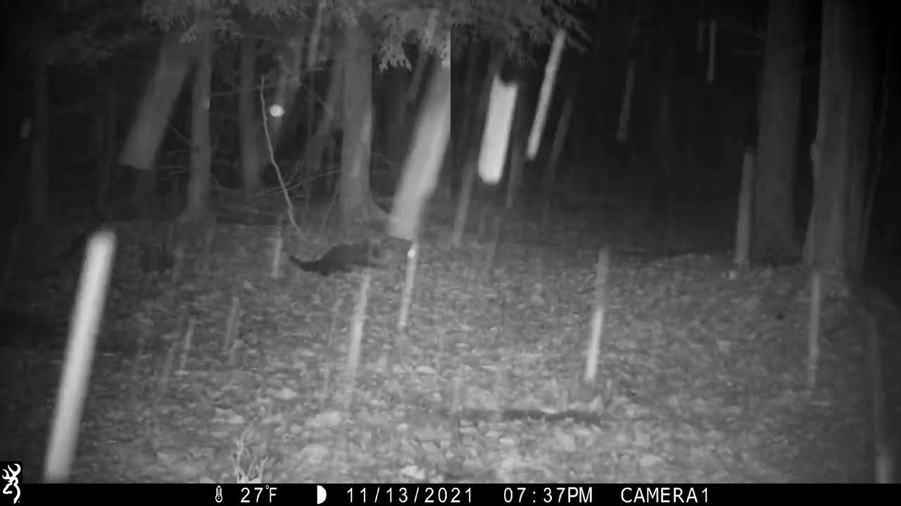 Fisher Cat and Bobcat