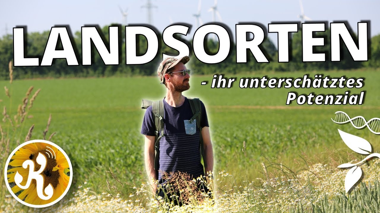 Alte Landrassen🌾 - eine Schatzkiste der Pflanzenzüchtung.