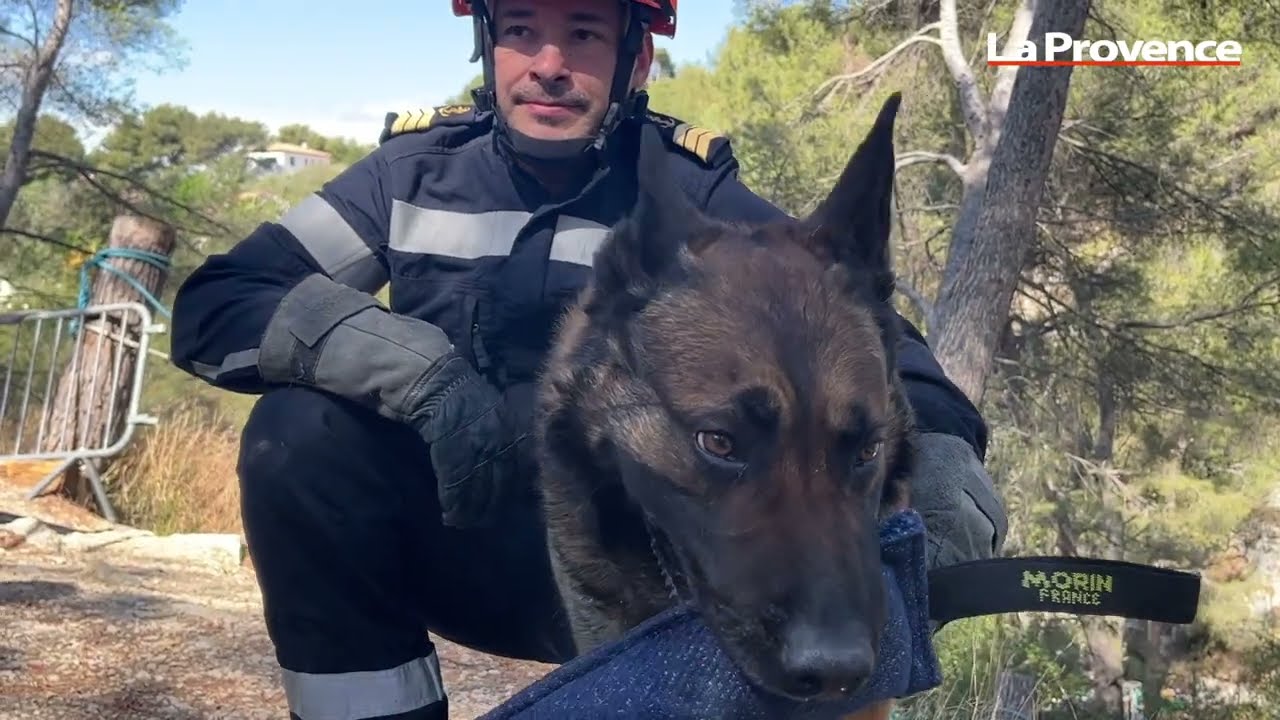 À la rencontre des chiens sauveteurs du bataillon de marins-pompiers de Marseille