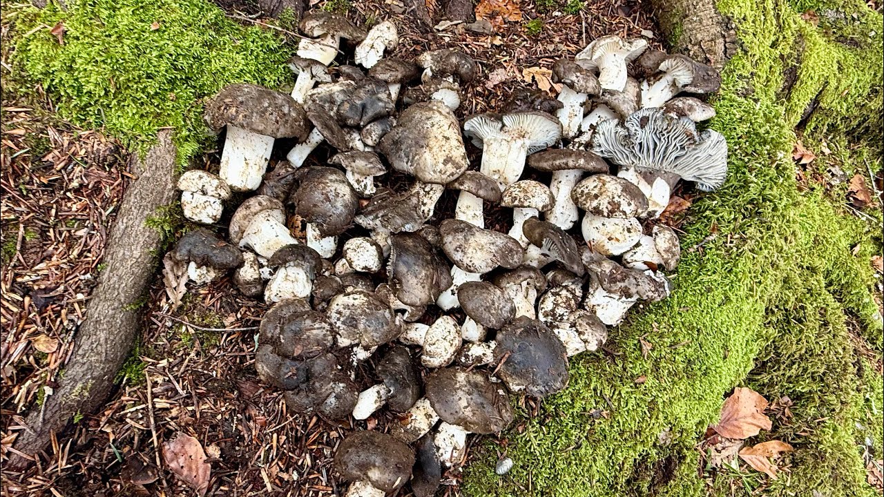 0️⃣1️⃣9️⃣ 2026-02-15 FUNGHI PORCINI CHE PASSIONE 🍄 #019