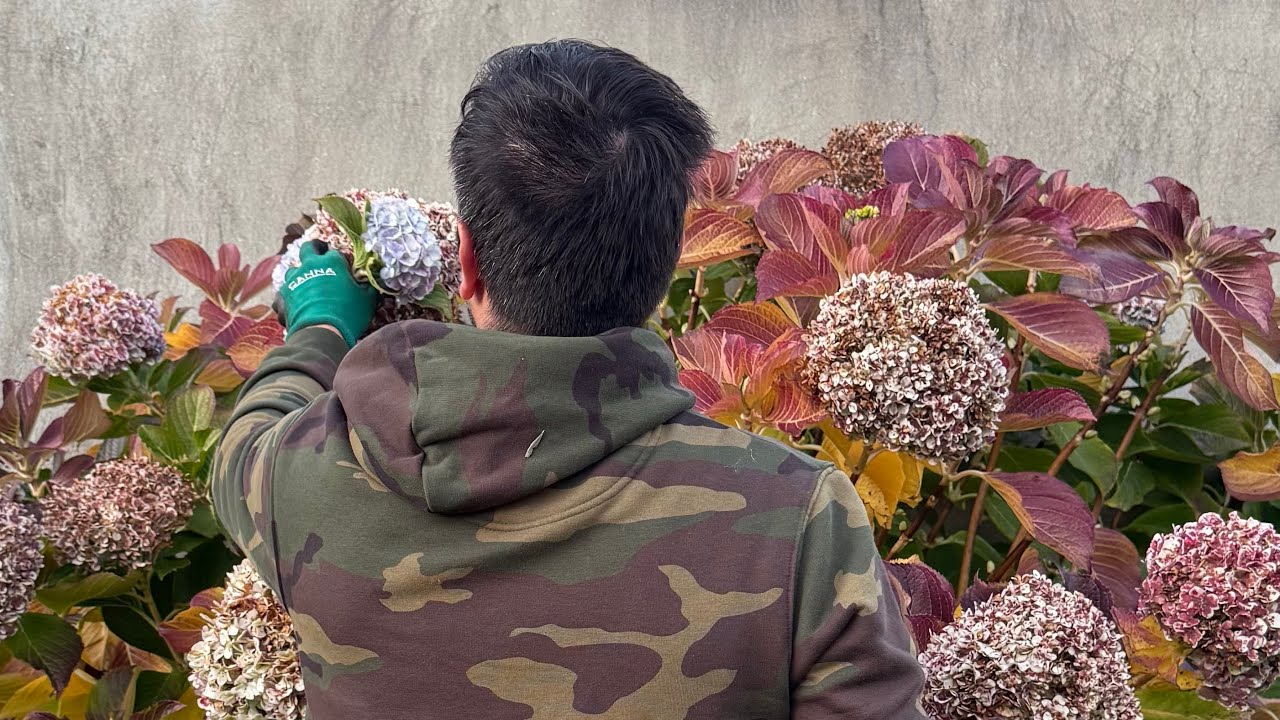CLASE PRÁCTICA EN DIRECTO PODA DE HORTENSIAS: cómo y cuándo podar una #hortensia  || en20metros