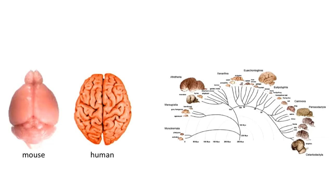 Sentient beings explained
