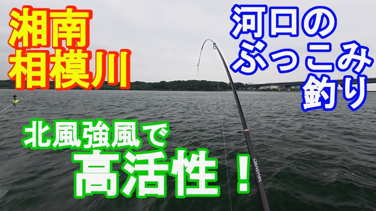 ♯323【相模川ぶっこみ釣り】北風強風、小雨の効果！？〇〇の活性上昇！！