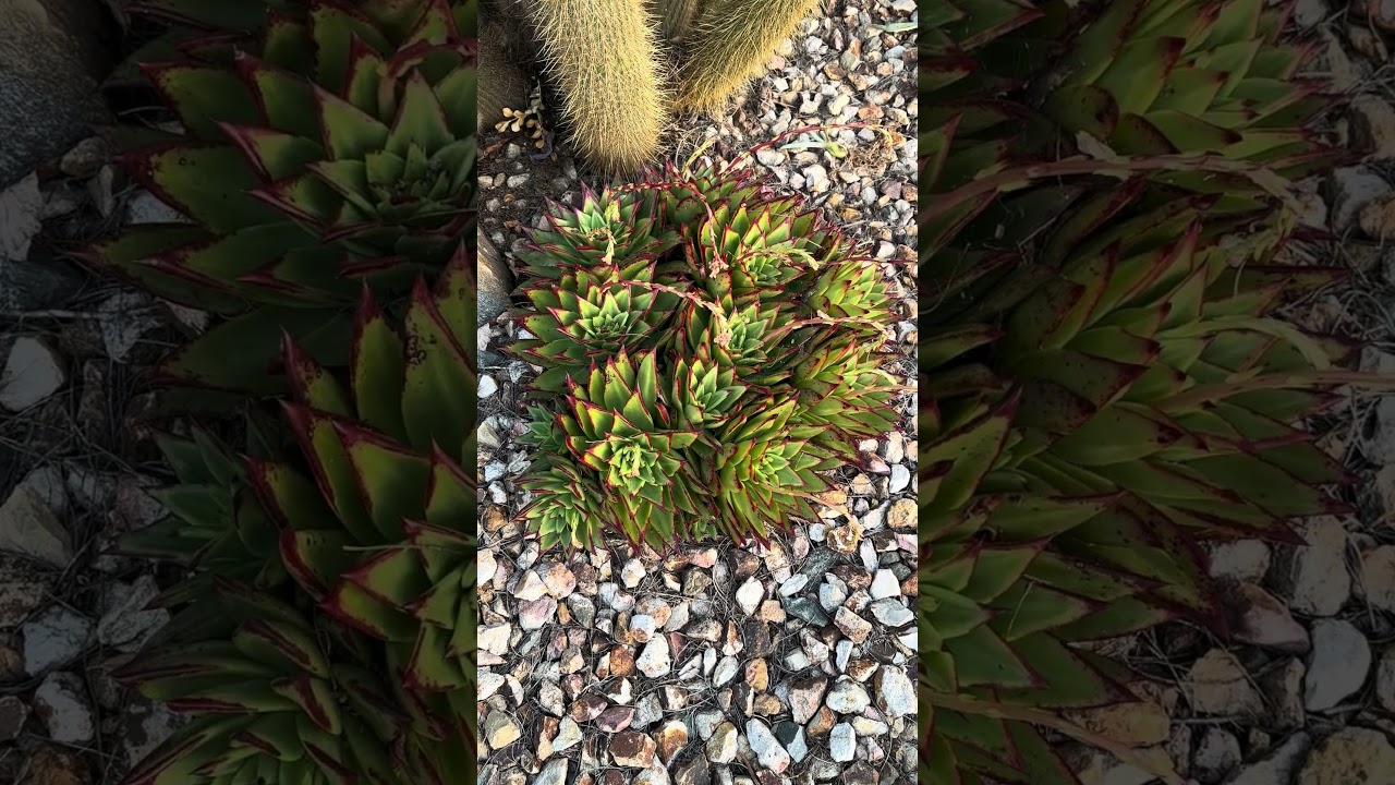 Large Mature Echeveria Agavoides &ldquo; red edge&rdquo;