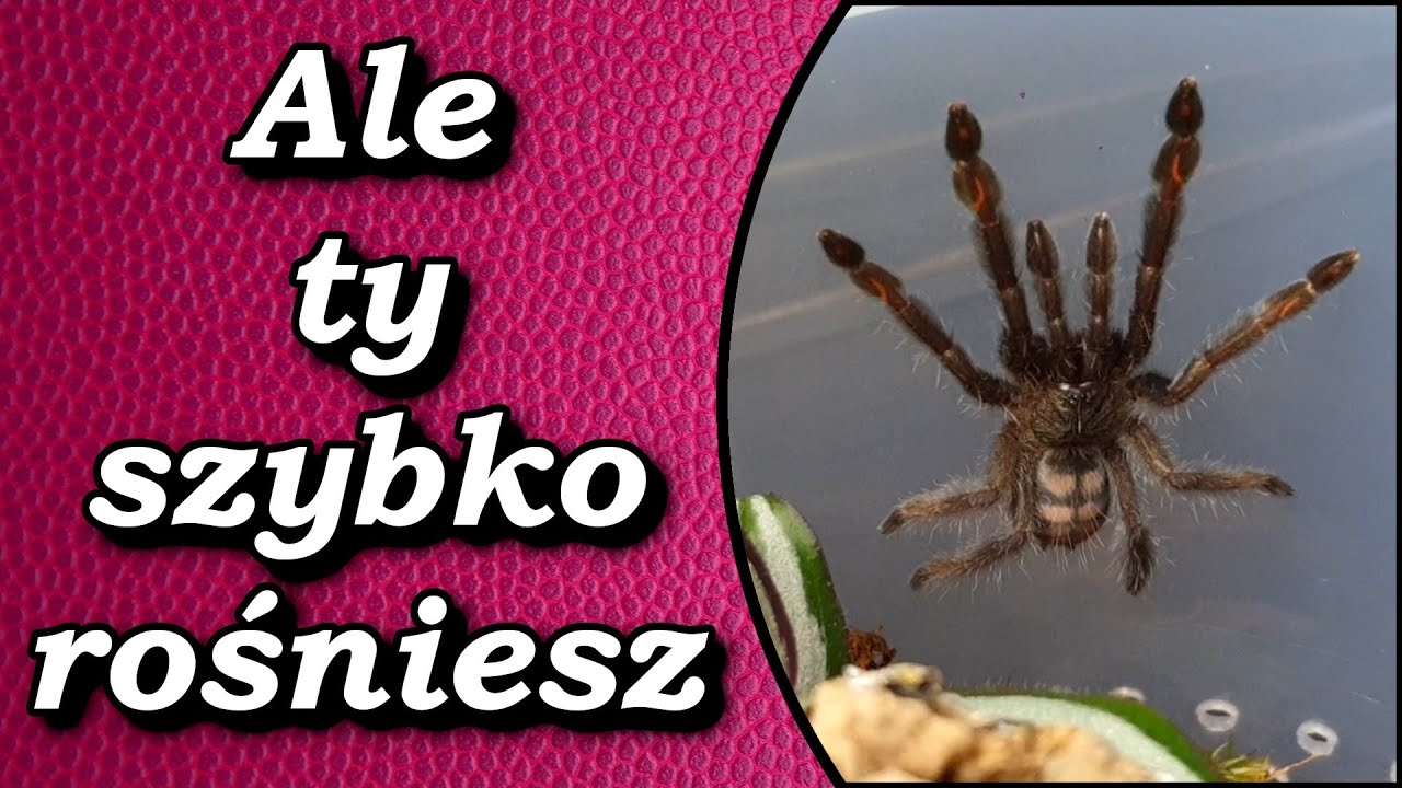 Ptasznik nadrzewny którego musisz mieć koniecznie. Czyli Update i przeprowadzka Psalmopoeus irminia
