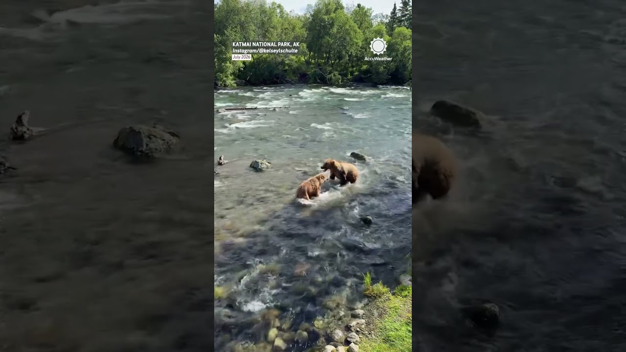 Mama protects kids from unknown bear