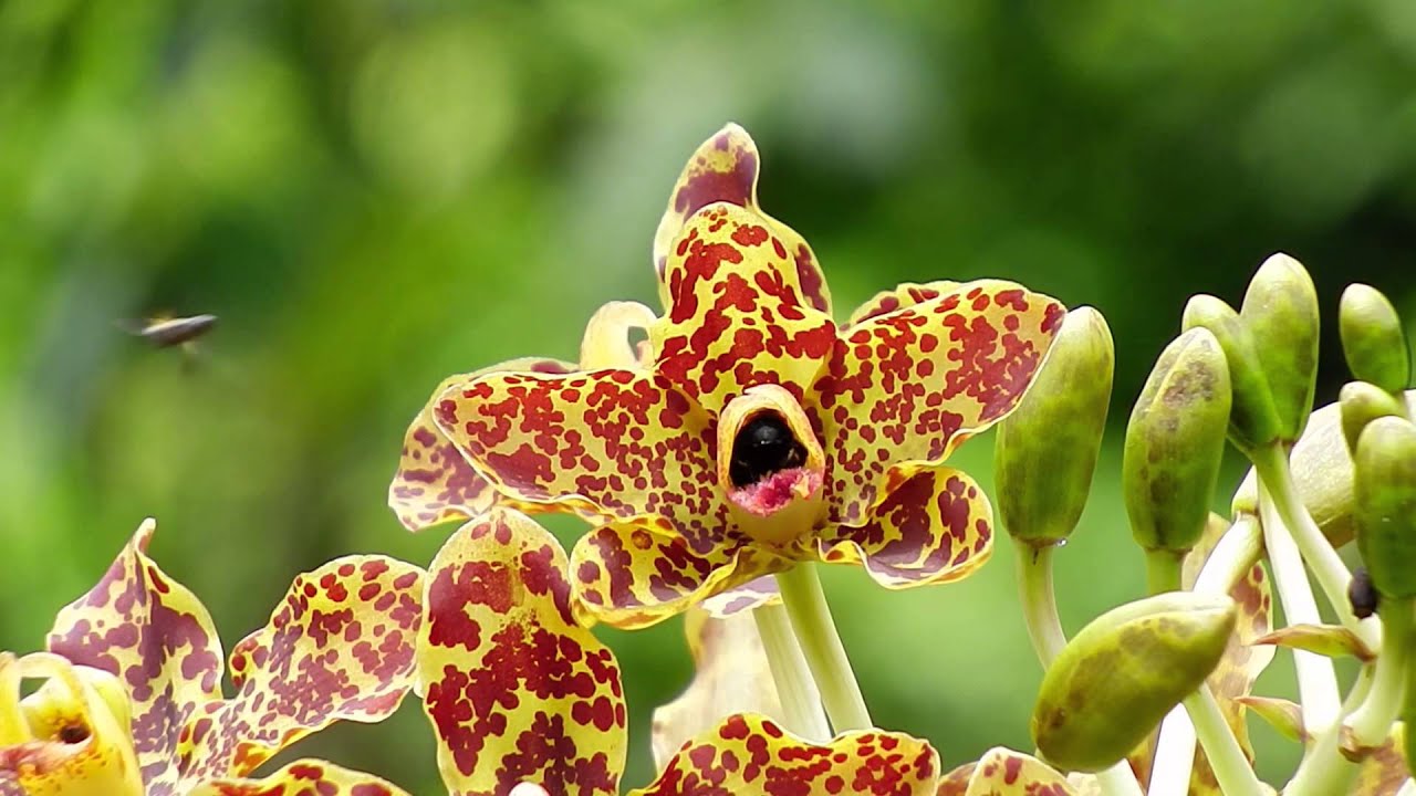 Bee at Tiger Orchid (21Aug2014)
