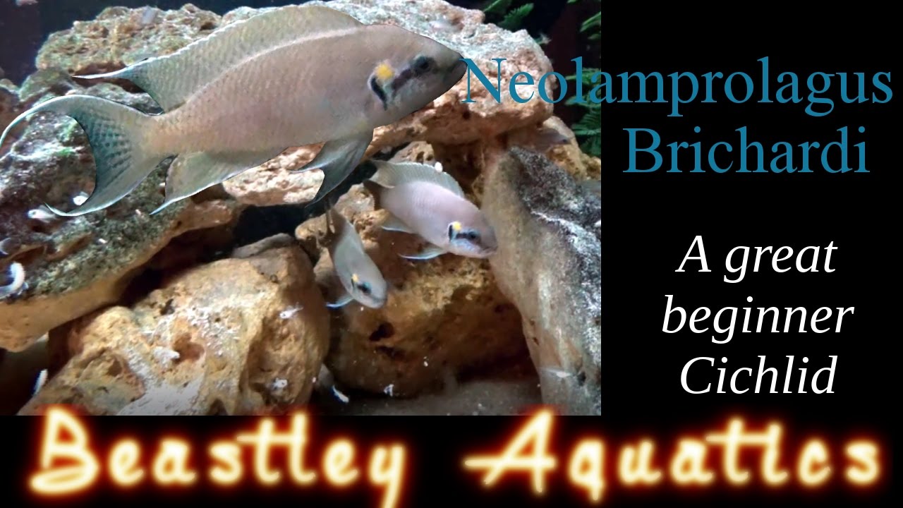 Neolamprolagus Brichardi - A great beginner Cichlid - A guide to keeping and breeding