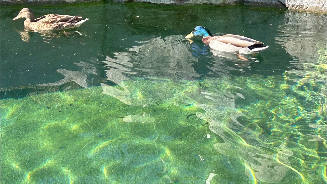 Duck Duck Pool #birds