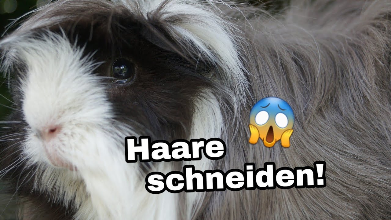 Ich schneide meinem Angora-Meerschweinchen die Haare!😍