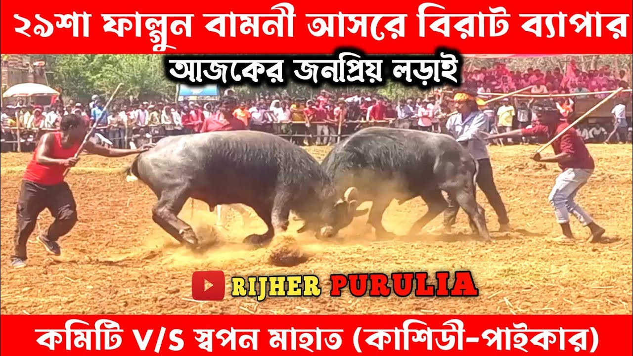 ২৯শা ফাল্গুন বামনী আসরে বিপদজনক কাড়ার লড়াই💠কমিটি বনাম স্বপন মাহাত(কাশিডী-পাইকার) ||
