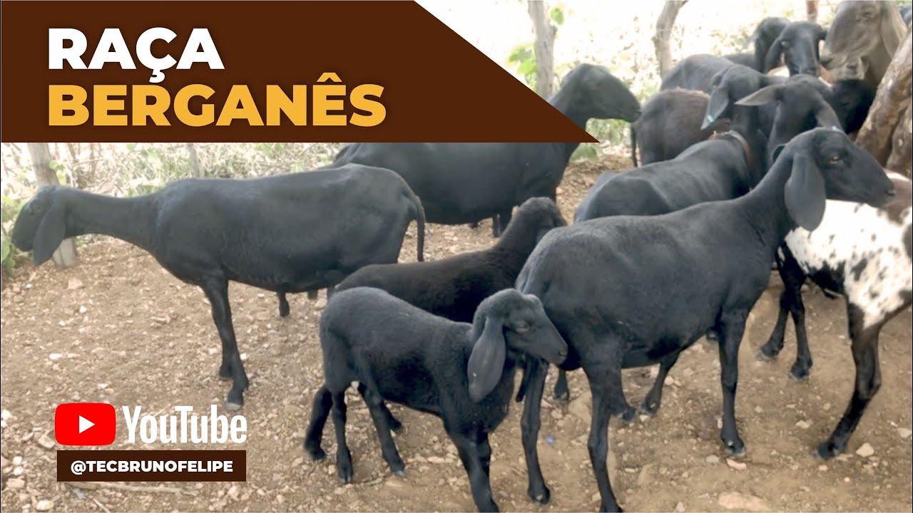 VOCÊ CONHECE A RAÇA BERGANÊS? - VLOG