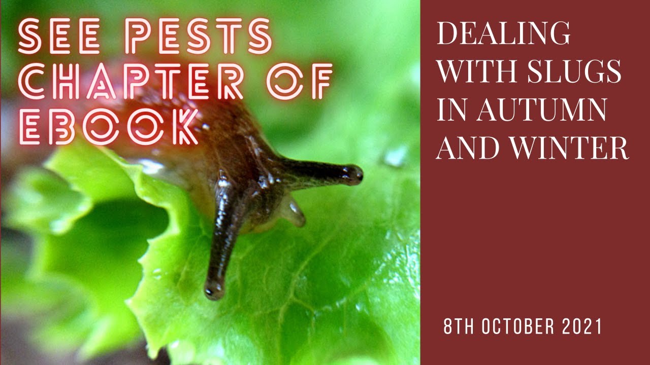 Dealing with slugs in autumn and winter | applying nematodes