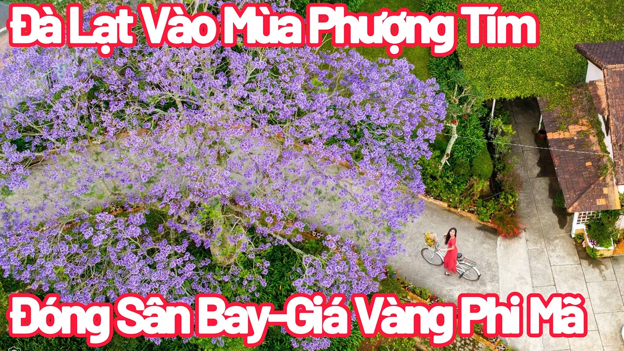 Đà Lạt Tới Mùa Phượng Tím- Đóng Sân Bay Tìm Hướng Đi Nào?