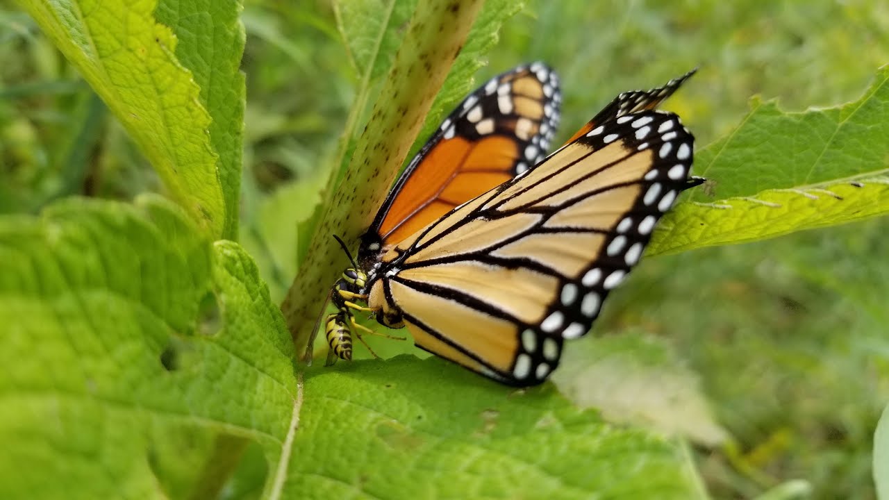 A wasp eating a monarch butterfly