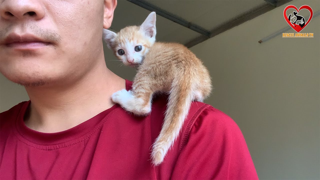 Котенок на улице Baby Meowing громко потеряли мать на улице, Первое обновление