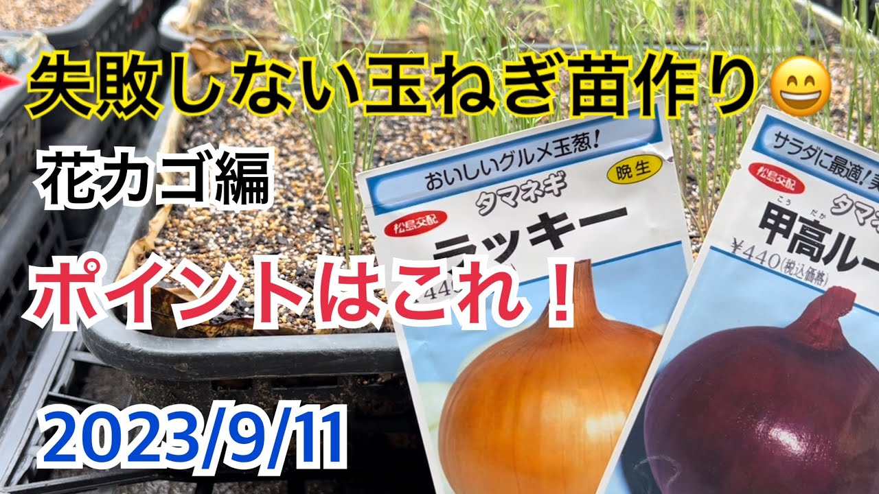 玉ねぎ種まき・玉ねぎ苗作り方・花カゴ編
