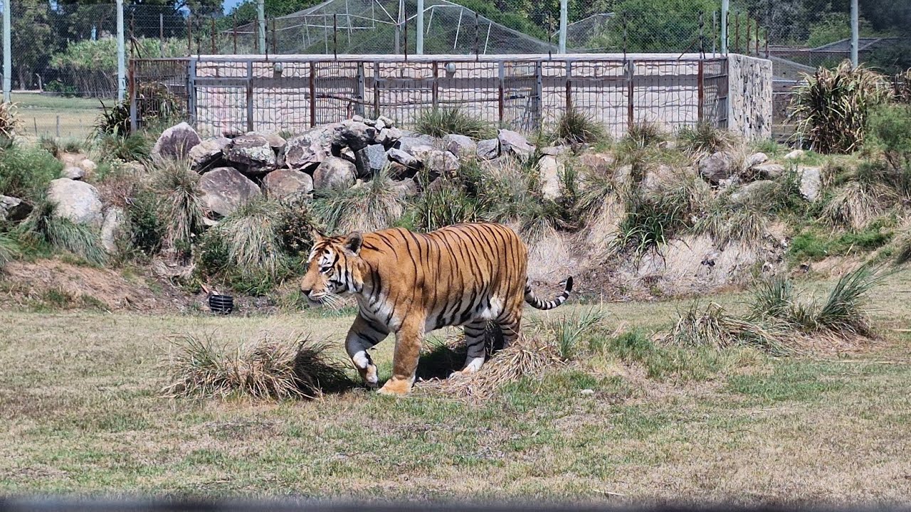 #tigres #tigre #exotic #exóticos #cooper #viral #pets #animalessalvajes #salvajes #extinction #fypシ 