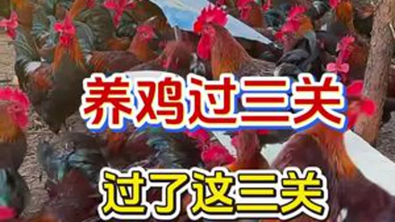 养鸡过三关，过了这三关，养鸡很简单#养鸡#养鸡人#养鸡小妙招
