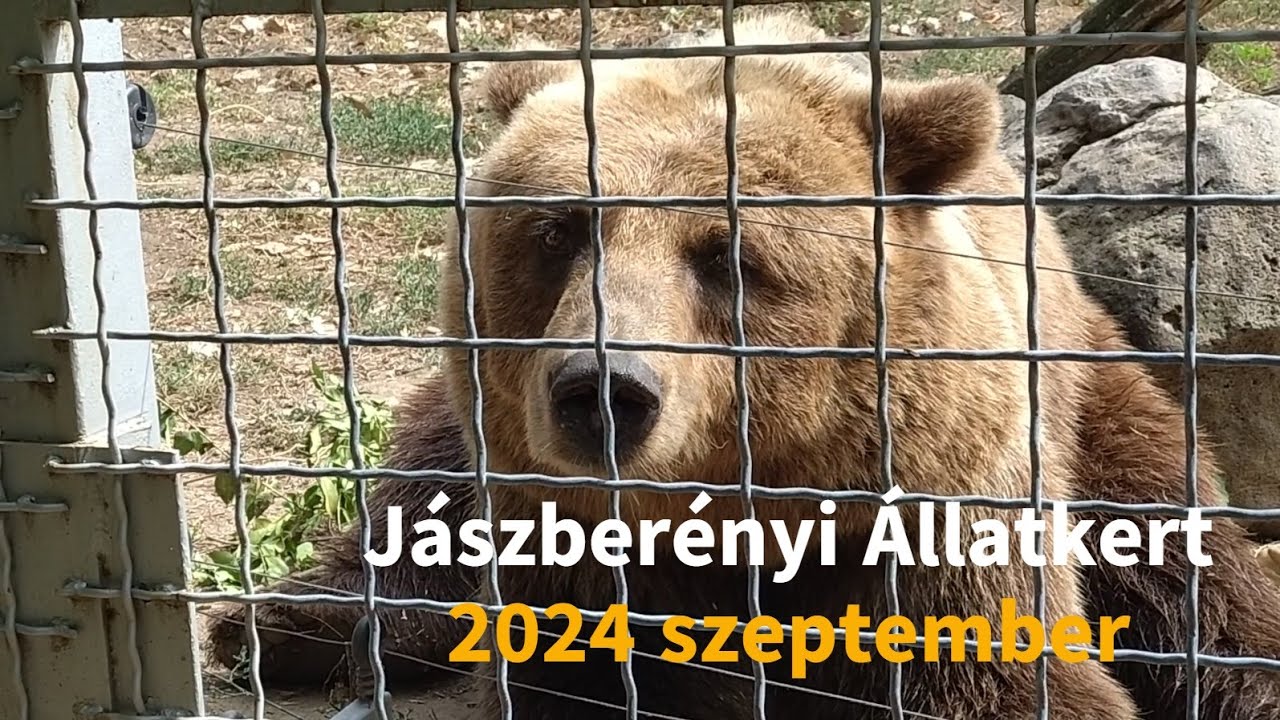 J&aacute;szber&eacute;nyi &Aacute;llatkert J&aacute;szber&eacute;ny Zoo 2024 szeptember