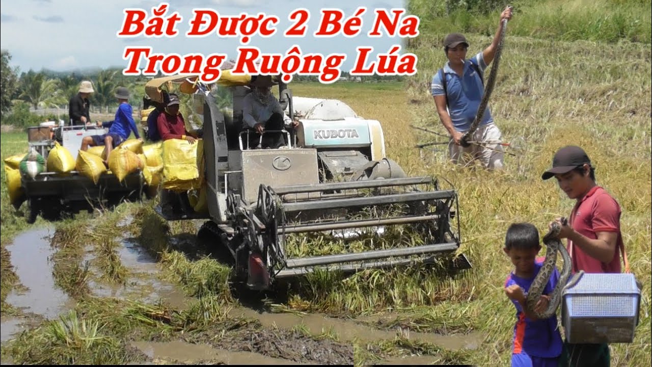 Ra đồng xem cắt lúa, thanh niên bắt được 2 Bé Na Khủng