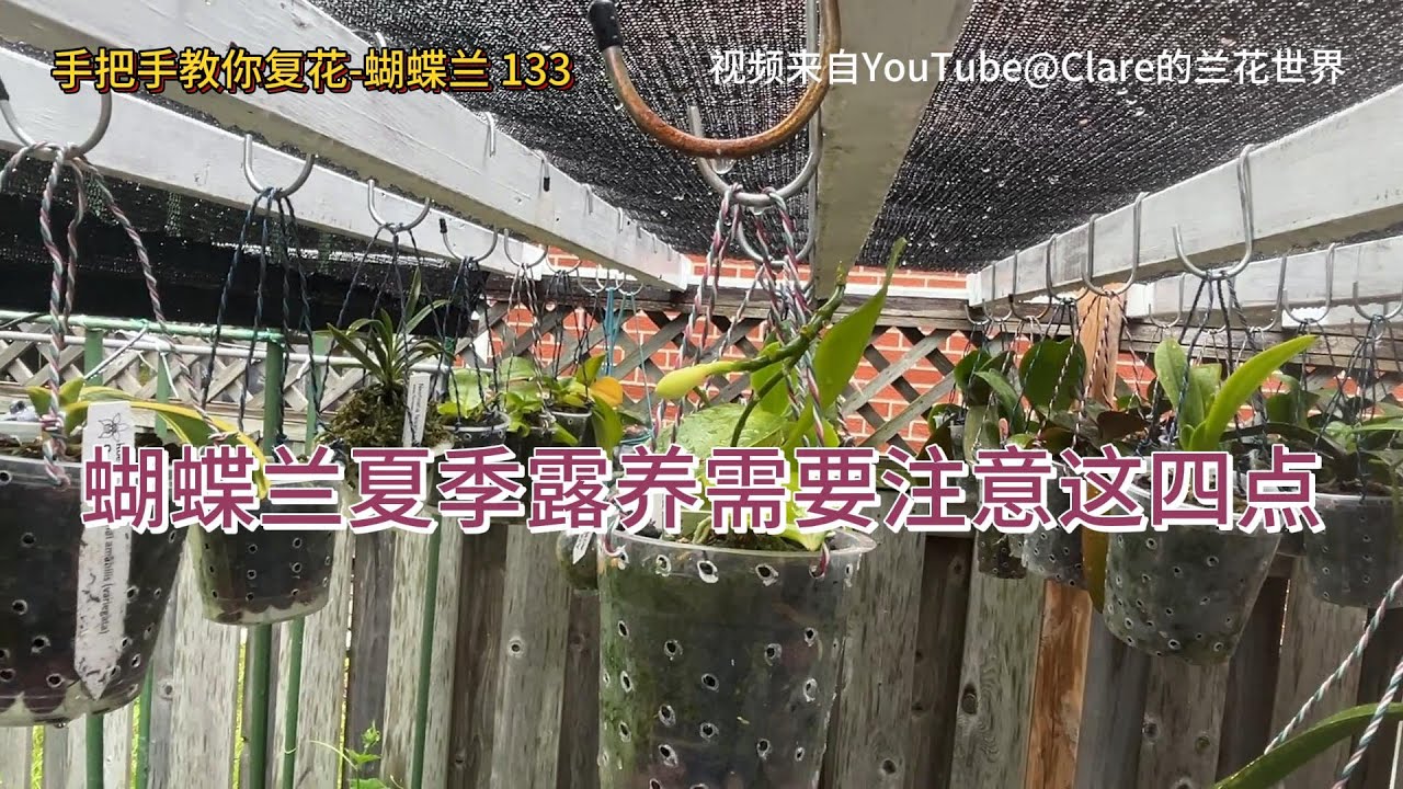 手把手教你复花-蝴蝶兰 133 蝴蝶兰夏季露养需要注意这四点