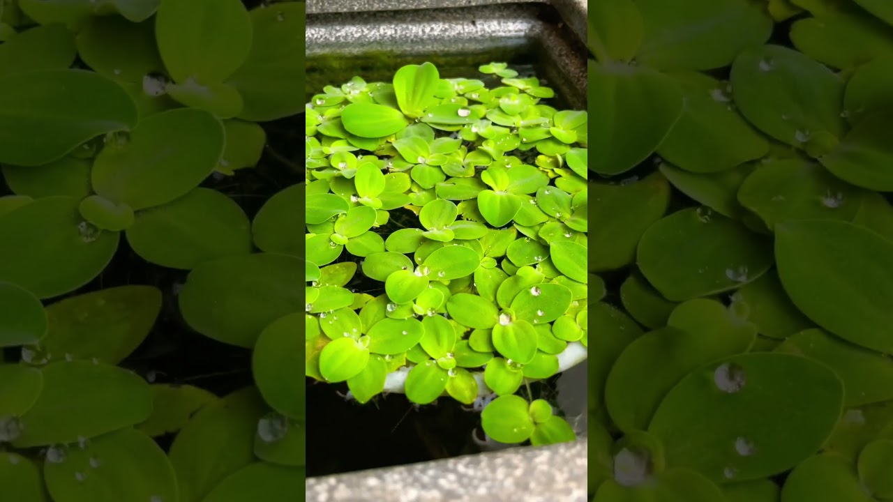 Life of female betta fish in a pond #balconygarden #bettafish #petlove