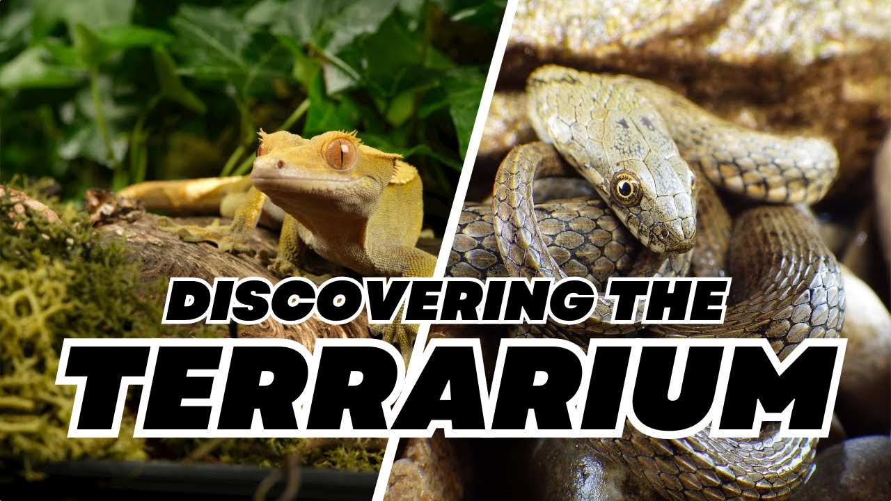 Terrarium | Watch Life Thrive in a Miniature Ecosystem