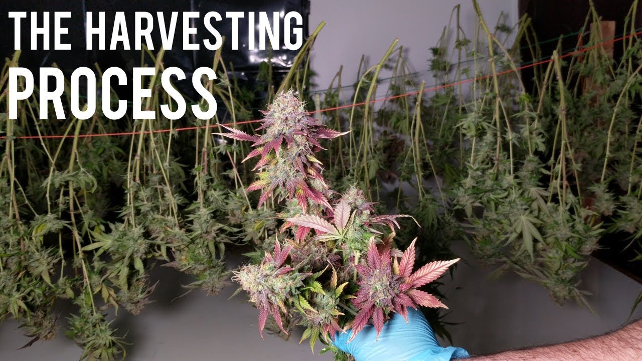 HARVESTING, DRYING, CURING CANNABIS MARIJUANA