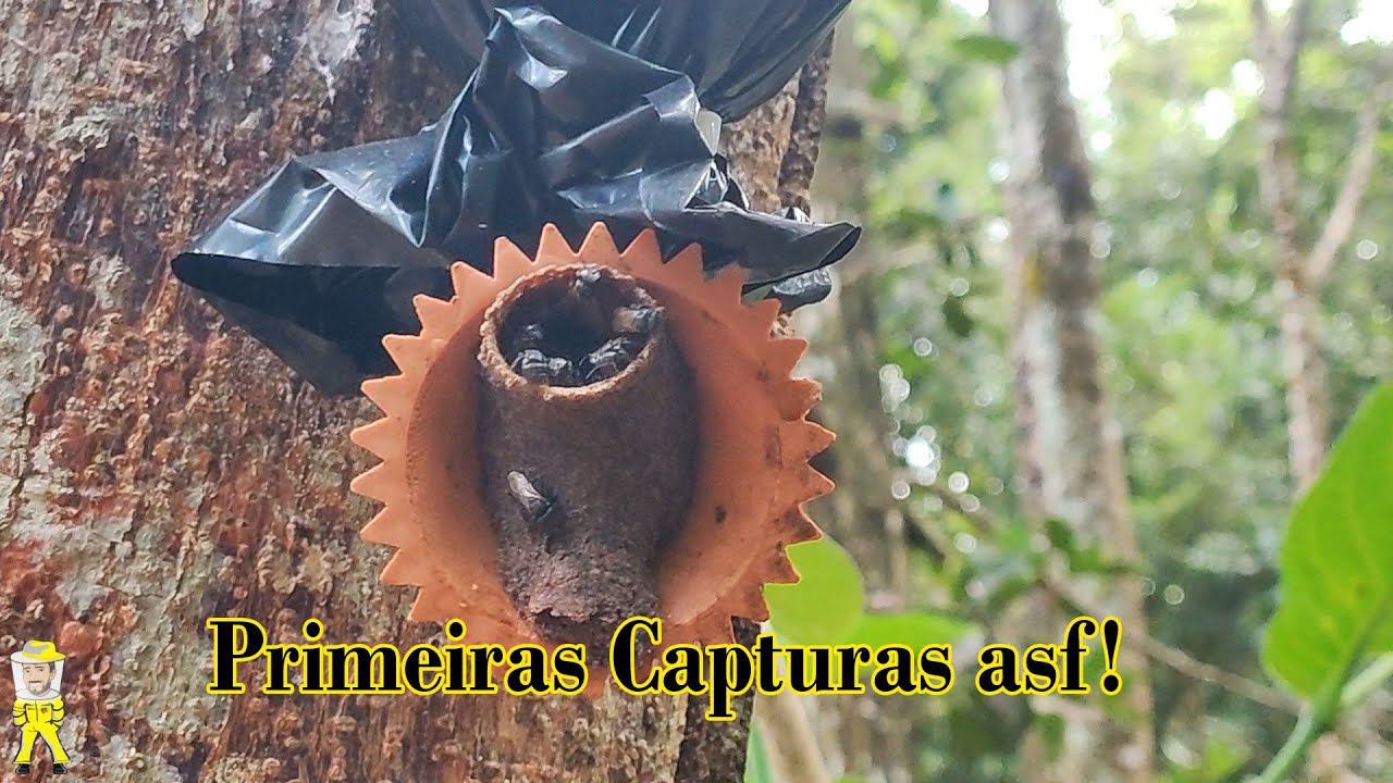 PRIMEIRAS CAPTURAS DE ASF, JATAÍ E CANUDO DOMINANDO AS ISCAS | CRIANDO ABELHAS!